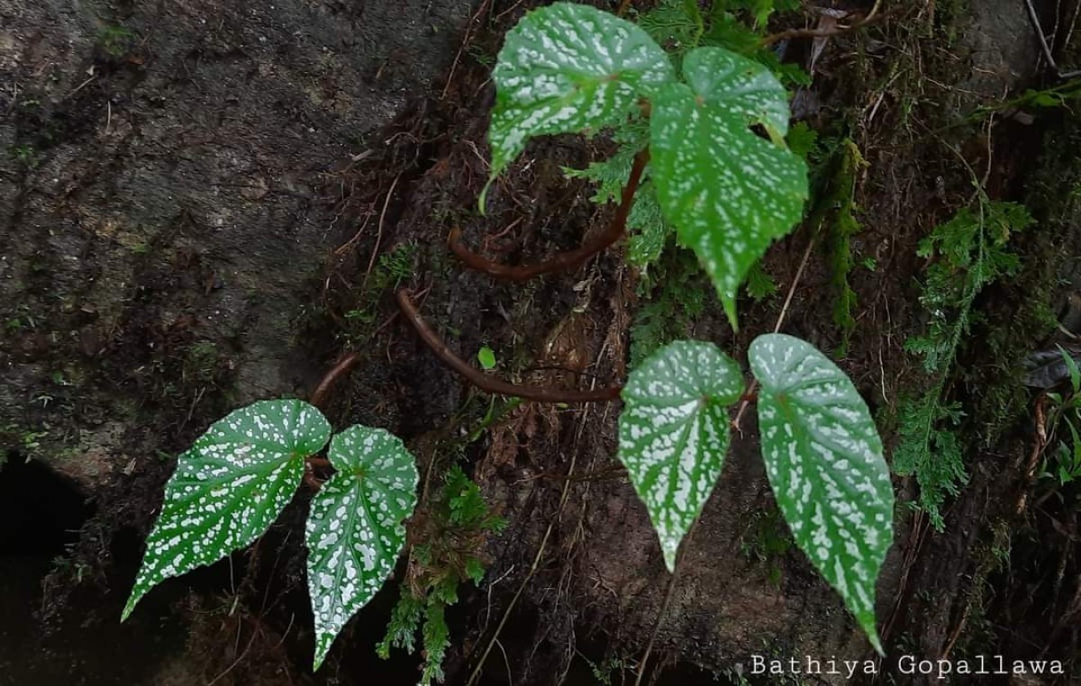 Begonia dipetala Graham